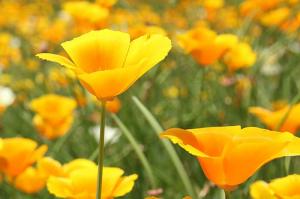 お花の写真集 カリフォルニアポピー 花菱草