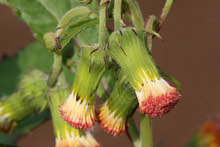 ベニバナボロギク(紅花襤褸菊)