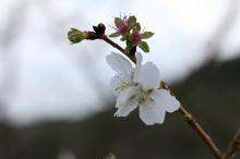 フユザクラ(冬桜)