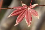 モミジ/コウヨウ(紅葉)