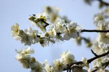 梅の花(白)